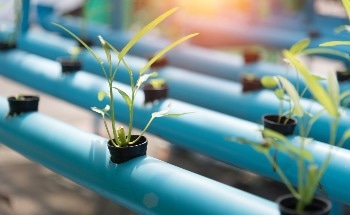 MPI Grant Set to Accelerate Marine Farming Pilot Programme