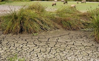 Reliable Rainfall Depends on Forest Protection