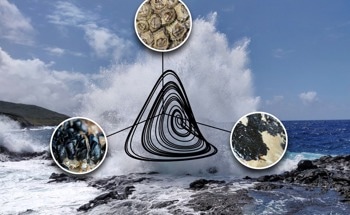 New Approach to Explain the Vulnerability of Species
