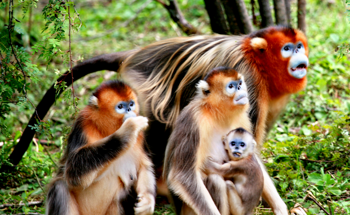 Protected Areas Serving as Climate Change Refuges for Biodiversity