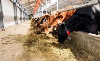 Meat Consumption Creates a “trap” of Disease Risks