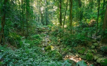 Unfolding the Biodiversity Crisis of Forests