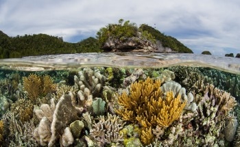 Changes in Extinction Risk Give Insight into Marine Biodiversity