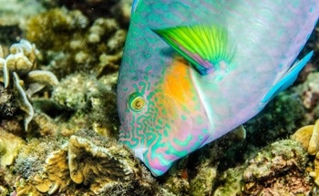 Understanding Interactions Among Diverse Fish Species