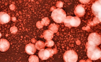 Climate Change Linked with Increase in Fungal Pathogens