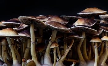 Mushrooms - A Biodegradable Solution for a Green Electronic Future