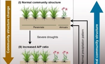 Precipitation Pattern Interactively Drives a Positive Legacy Effect