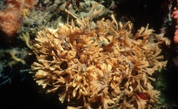 Dangers of Ocean Warming and Acidification on Calcifying Organisms