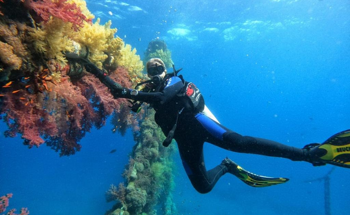 New Effects of Coral Larvae Development and Plastic Additives