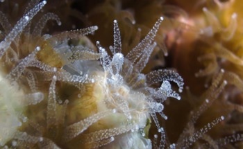 Interplay of Microbes and the Host’s Dormancy Response in Marine Organisms