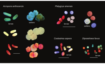 Visual Tracking of Large Numbers of Coral Larvae