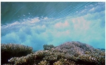 Restoring Coral Reefs for Storm Hazard Mitigation and Climate Adaptation