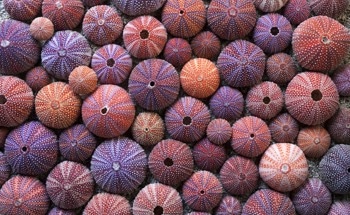 The Impact of Plastic Pollution on Sea Urchin Larvae