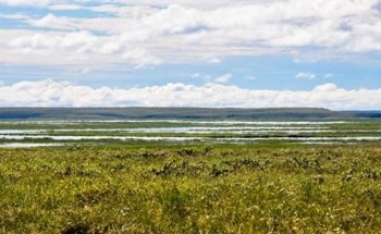 Arctic’s Vegetation and its Significant Impact on Energy Flow