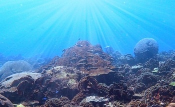 Sunlight Exposure Aids the Survival of Corals Worldwide