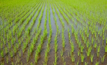 The Role of Genetically Modified Rice in Combating Food Shortages