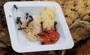 Ants Might Not Alter Their Behavior in Response to Warming Ecosystems