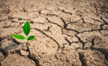Understanding Plant Response to Heat and Drought Stress