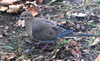 Biodiversity Influences Thermal Niche Variation in Communities