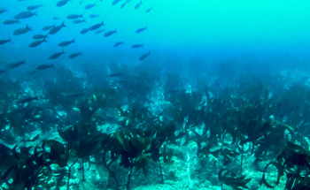 Extensive Kelp Forest in the Galapagos Islands Discovered