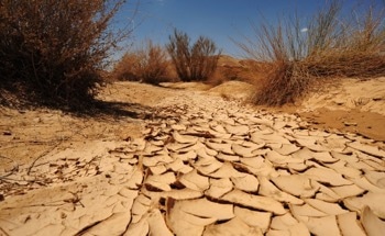 How Will Future Extreme Thermal Events Affect Land Vertebrates?