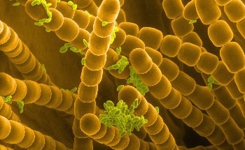 Engineering Insect's Gut Microbes to Break Down Non-Recyclable Plastics