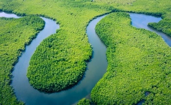 An Analysis on Degradation of Amazon Environment