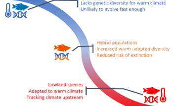 Natural Hybridization Reduces the Risk of Extinction of Species
