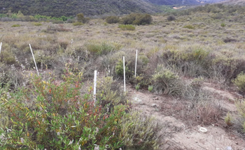 Soils Affected By Air Pollution Release Trapped Carbon