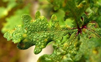 Trees in Elevated CO2 Environments are Efficient at Water Conservation