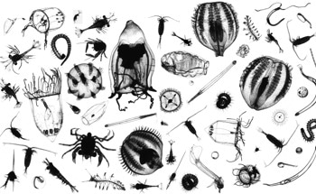 Continued Plankton Research Crucial to Predict the Future of Ocean Life in a Changing Climate