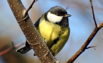 Tree Composition Impacts the Breeding Success of Urban Birds