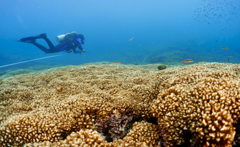 Corals Increase Heat Stress Tolerance by Shuffling Symbionts