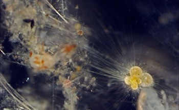 Planktonic Microorganisms Shift Poleward Under Global Warming Scenarios