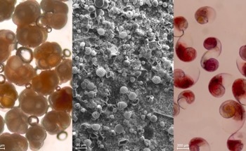 The Role of Marine Phytoplankton in Regulating Atmospheric CO2