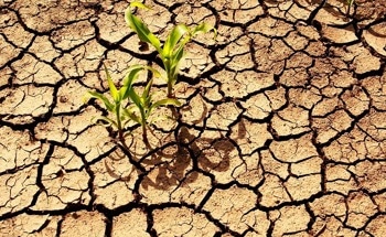 New Low-Cost Methods Efficiently Detect Drought Stress