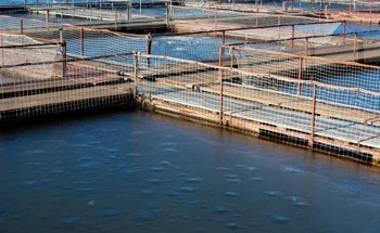 AIMPLAS Develops a New Method for Converting Marine Plastic Waste Into Aquaculture Products