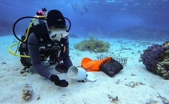 Detailed Image of Coral Symbiosis After Mass Coral Bleaching