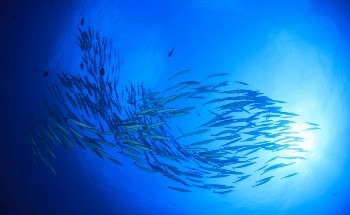 Monitoring Changes in the Arctic Ocean Pelagic Ecosystem