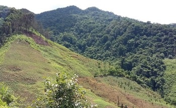 Decreased Rainfall Linked with Tropics Deforestation
