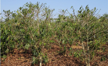 The Impact of Synchronous Climate Hazards on Coffee Production