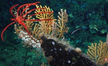Will Ocean-based Climate Intervention Affect Sea Ecosystems?