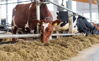 New Feed Additive Can Significantly Reduce Methane Emissions Generated by Ruminants, Already at the Dairy Farm