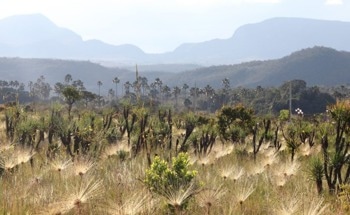 Restoring Tropical Biomes for Climate Mitigation