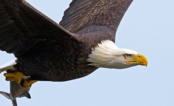 Investigating the Extent of Human–Eagle Interactions on Dairy Farms