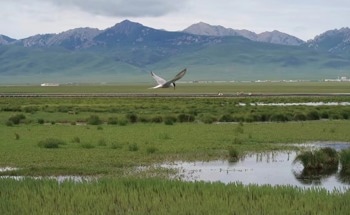 Does Warming Impact the Mitigation Potential of Pristine Wetlands?