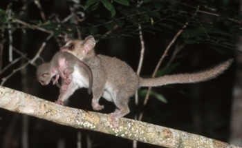 Climate Change Destabilizes Mouse Lemur Populations