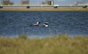 Climate Change and Anthropogenic Activity Affect Nesting Birds
