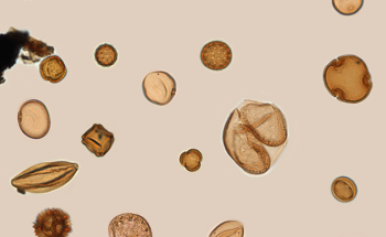 Assessing 500,000-Year-Long Variations in Climate and Vegetation