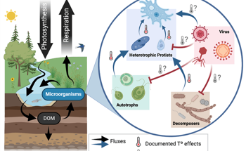 Understanding Viral Infections Within Complex Microbial Food Webs